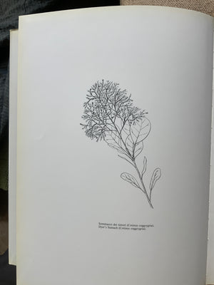 Boralevi, Alberto. : Sumakh