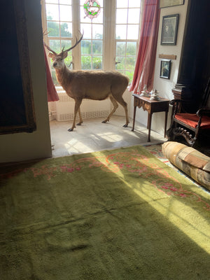 Irish Donegal oversize carpet (655 x 525cm)